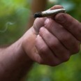Recreational Marijuana Bills in Springfield Recreational Marijuana Bills in Springfield