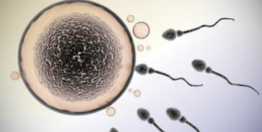 Science Confirms that Human Life Begins at Fertilization