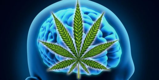 Bad to the Brain: Marijuana’s Effects on Adolescents