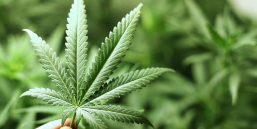 Bishop Lance Davis: Vote No on Recreational Pot Bishop Lance Davis: Vote No on Recreational Pot