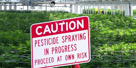 Insult and Injury: The Problem of Pot and Pesticides