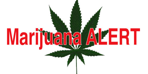 Marijuana Alert