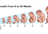 An Amazing Video of a Living, First Trimester Unborn Baby An Amazing Video of a Living, First Trimester Unborn Baby