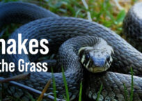 Snakes in the Grass