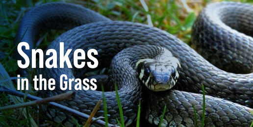 Snakes in the Grass